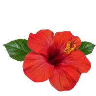 hibuscus-flower.png
